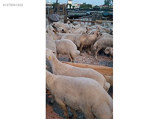 Pets & Livestock / Small Livestock / Sheep