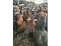 Buca Satilik Tavuk Cinsleri Ve Fiyatlari Sahibinden Com Da Buca Satilik Tavuk Cinsleri Ve Fiyatlari Sahibinden Com Da
