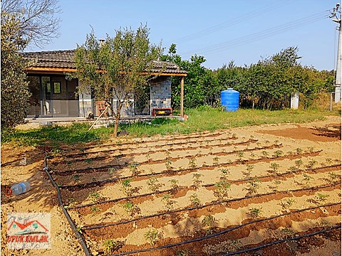 Doğanın Kalbinde, Meyve Bahçeleriyle Çevrili Eşsiz...