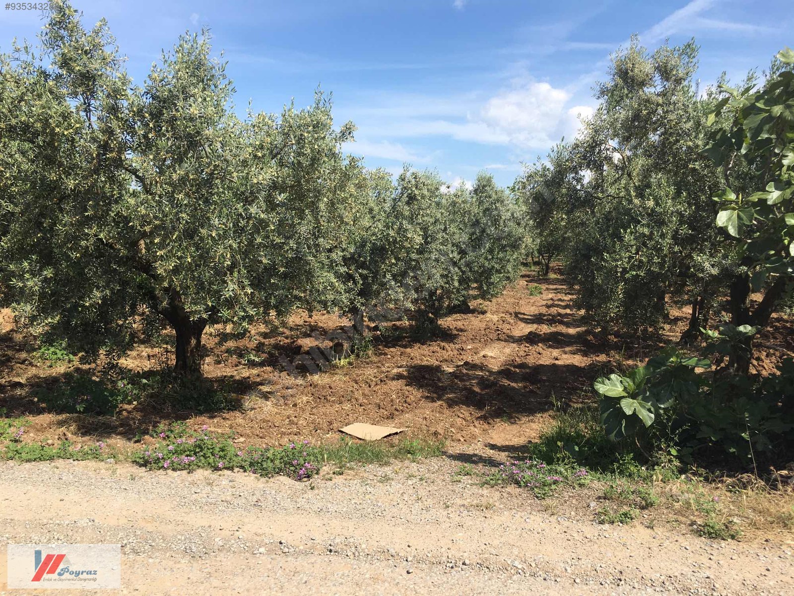 Mudanya mesudiyede satılık yazlık ev Satılık Bina İlanları sahibinden