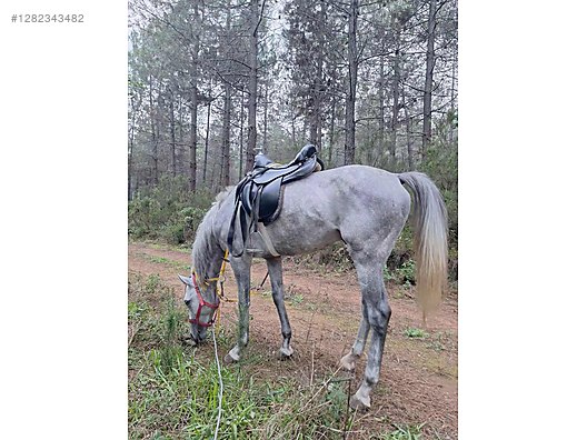 Hayvanlar Alemi / Büyükbaş Hayvanlar / At