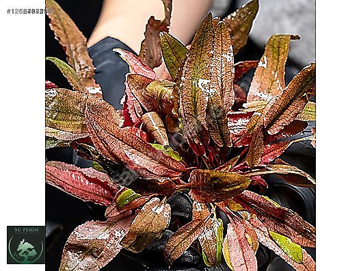 Akvaryum Canlı Bitki - cryptocoryne axelrodi---Su Perisi'nden