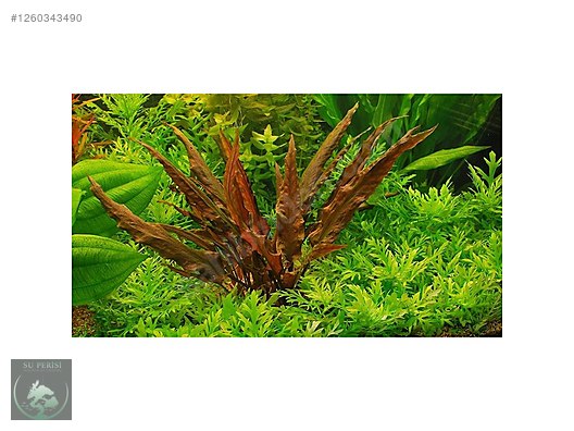 Akvaryum Canlı Bitki - cryptocoryne axelrodi---Su Perisi'nden