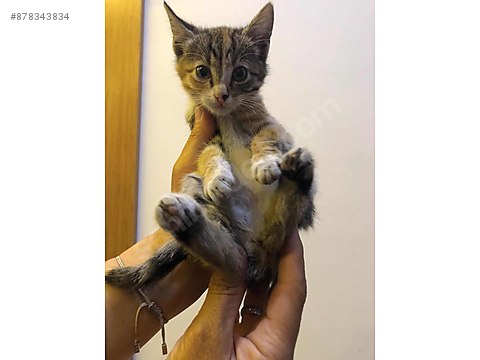 Kedi Diger Irklar Samsun Atakum Yavru Kedi Sahiplendirme Sahibinden Comda 878343834