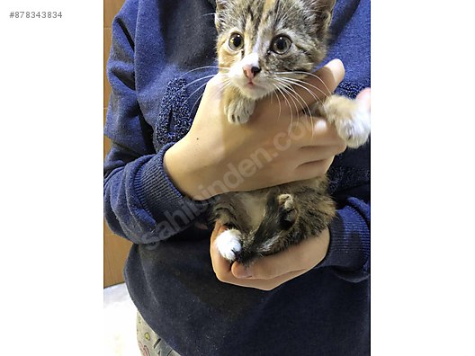 Kedi Sahiplendirme Samsun