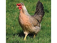 Silivri Satilik Tavuk Cinsleri Ve Fiyatlari Sahibinden Com Da Silivri Satilik Tavuk Cinsleri Ve Fiyatlari Sahibinden Com Da