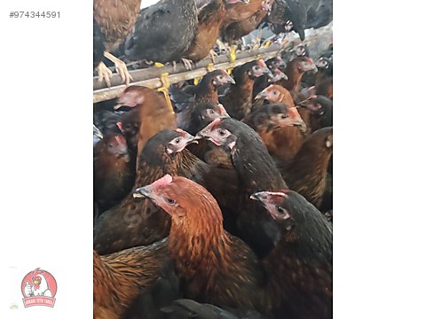 Wvaibzjppyhwnm Wvaibzjppyhwnm