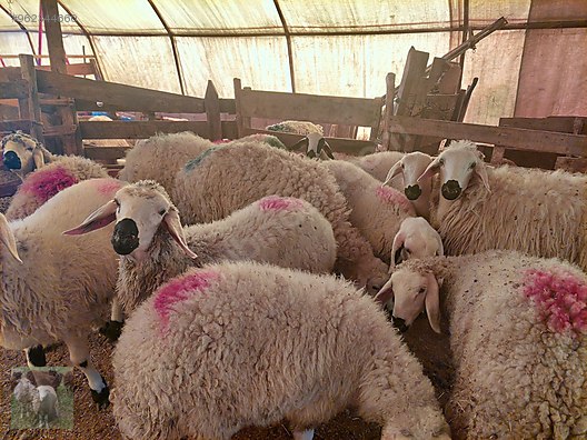 koyun ankara adaklik kurbanlik satis merkezi 7 24 hizmet sahibinden comda 962344660