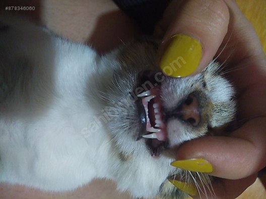 Kedi Tekir Tekir Yavru Guzel Kiz Sahibinden Comda 878346060