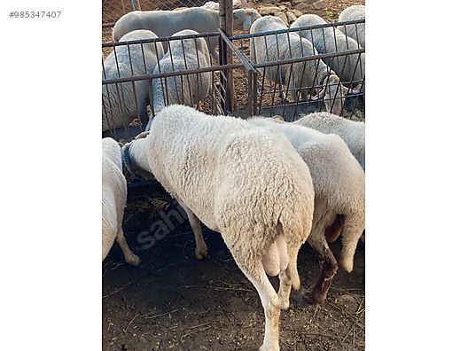koyun acil satilik sahibinden comda 985347407 koyun acil satilik sahibinden comda 985347407