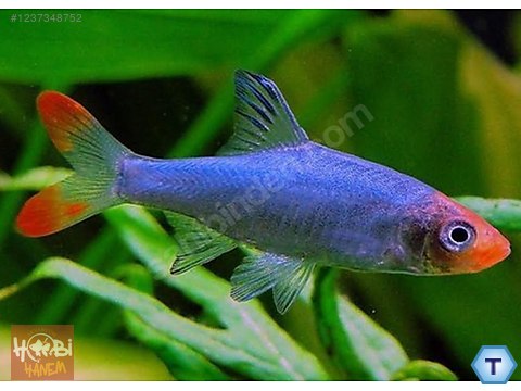 Sazansıgiller / Rasbora / Rasbora (Naked) [Sawbwa Resplendens] 2-3CM ...