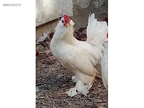 Sut Beyaz Ispenc Damizlik Horoz Sahibinden Comda 969350275 Sut Beyaz Ispenc Damizlik Horoz Sahibinden Comda 969350275