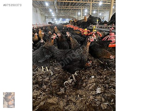 7sepfz64srarfm 7sepfz64srarfm