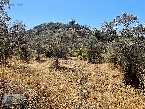 GÖMEÇ KARAAĞAÇ'TA13.770m2 TARIMSAL AMAÇLI SATILIK ZEYTİNLİK
