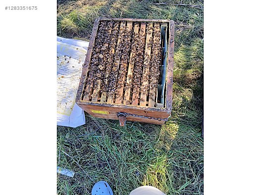 Hayvanlar Alemi / Böcekler / Arı