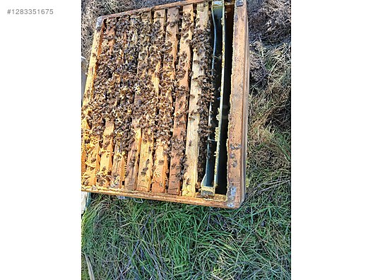 Hayvanlar Alemi / Böcekler / Arı