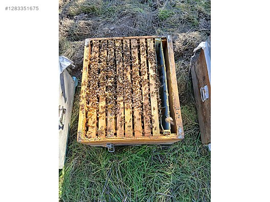 Hayvanlar Alemi / Böcekler / Arı