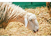satilik koyun cinsleri ve fiyatlari sahibinden com da 3