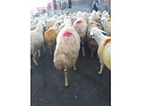 Satilik Koyun Cinsleri Ve Fiyatlari Sahibinden Com Da 6
