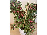 YAPRAK GÜZELİ SAKSILI ÇİÇEK