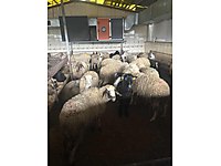 KÜÇÜKÇEKMECE AY ADAK KURBAN AKİKA SATIŞ VE KESİM 6700 TL #1283355857