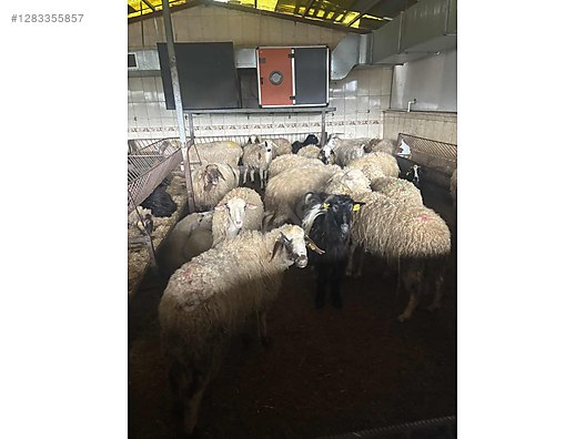 Hayvanlar Alemi / Küçükbaş Hayvanlar / Koç