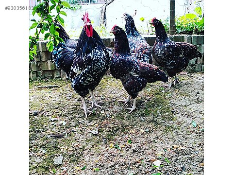 Tavuk Speckled Tavuk Ve Horoz Sahibinden Comda 930356183 Tavuk Speckled Tavuk Ve Horoz Sahibinden Comda 930356183