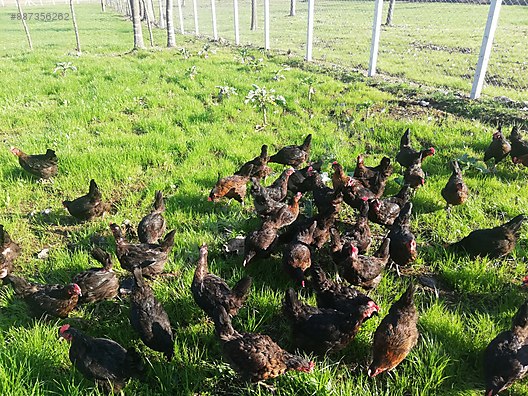Sut Urunleri Yumurta Gezen Tavuk Yumurta Atak S Sahibinden Comda 887356262
