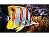 Copperband Butterflyfish sm boy Copperband Butterflyfish sm boy