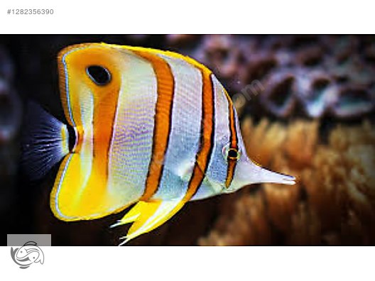 Pets & Livestock / Marine Animals / Sea Fish