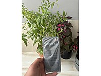 XİAOMİ REDMİ A5 4/128 GB