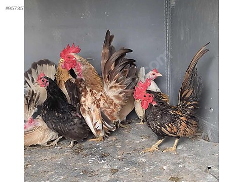 Tavuk Serema Grup 5 2 Sahibinden Comda 957357026 Tavuk Serema Grup 5 2 Sahibinden Comda 957357026