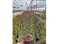 2 litrelik saksıda Gaura lindheimeri