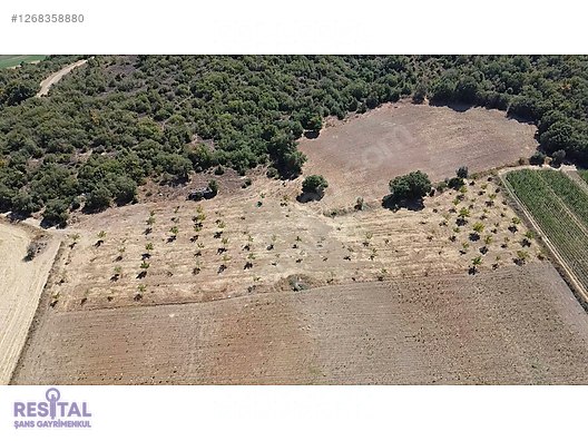 BURSA YENİŞEHİR, FETHİYE MAHALLESİ SATILIK TARLA