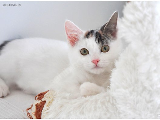 Kedi Ankara Ankara Kedisi Asili Karneli 3 Aylik Kizimiz Duru Yuva Ariyor Sahibinden Comda 884358989