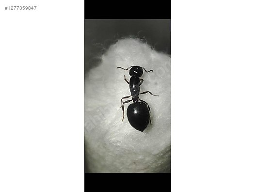 Pets & Livestock / Insects / Ants