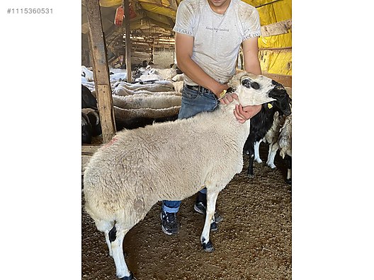 Hayvanlar Alemi / Küçükbaş Hayvanlar / Koyun