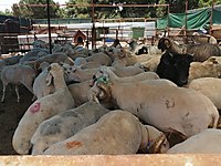 Maltepe Adak 4.300 TL 0532 352 37 28 numaraları arayabilirsiniz. #1283361958