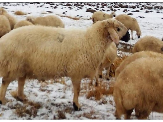 Hayvanlar Alemi / Küçükbaş Hayvanlar / Koyun