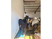 UYGUN FİYAT ÜCRETSİZ KESİM ADAKLIK KURBANLIK #1283363496