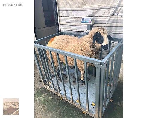 Hayvanlar Alemi / Küçükbaş Hayvanlar / Kuzu