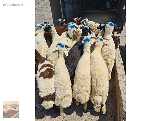 Hayvanlar Alemi / Küçükbaş Hayvanlar / Kuzu