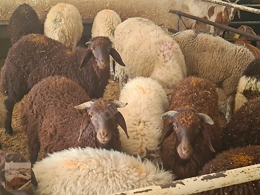 Hayvanlar Alemi / Küçükbaş Hayvanlar / Kuzu