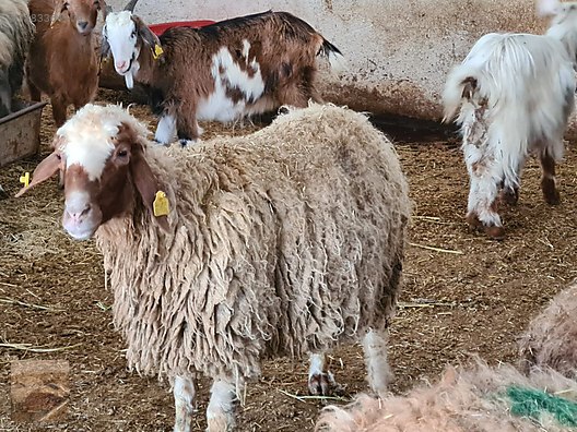 Hayvanlar Alemi / Küçükbaş Hayvanlar / Kuzu