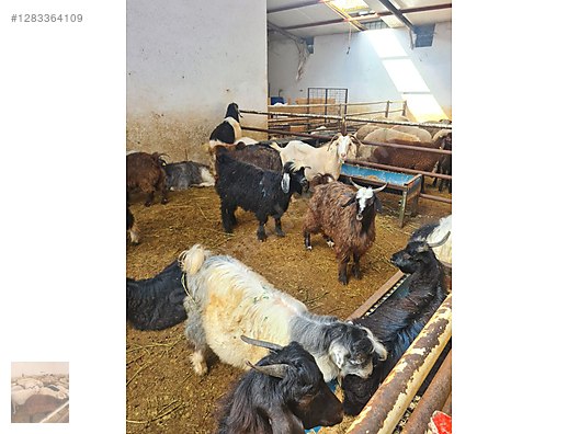 Hayvanlar Alemi / Küçükbaş Hayvanlar / Kuzu