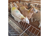 ŞOK ŞOK ŞOK ADAKLIK KURBANLIK 5000 TL KESİM ÜCRETSİZ #1274364249