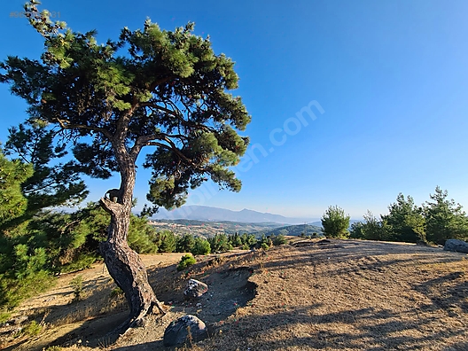 izmir bornova sarnickoy mahallesi nde satilik tarla satilik arsa ilanlari sahibinden com da 962364431 izmir bornova sarnickoy mahallesi nde satilik tarla satilik arsa ilanlari sahibinden com da 962364431