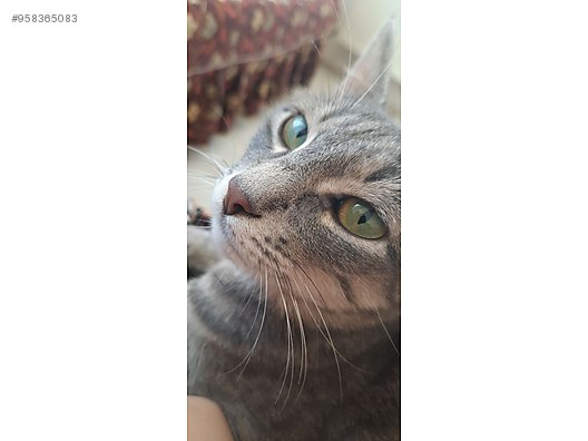 Kedi Tekir Evcil Tekir Kedi Sahibinden Comda 958365083