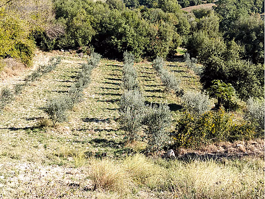 GÖK EMLAKTAN YOL KENARI SATILIK TARLA #1274365668