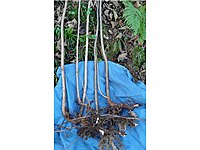 Hakiki Giresun yağlı tombul fındık fidanı